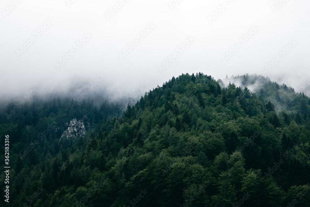 Fog, mist and clouds over dark green and moody, pine forest. Fog, mist and clouds over dark green and moody, pine forest.