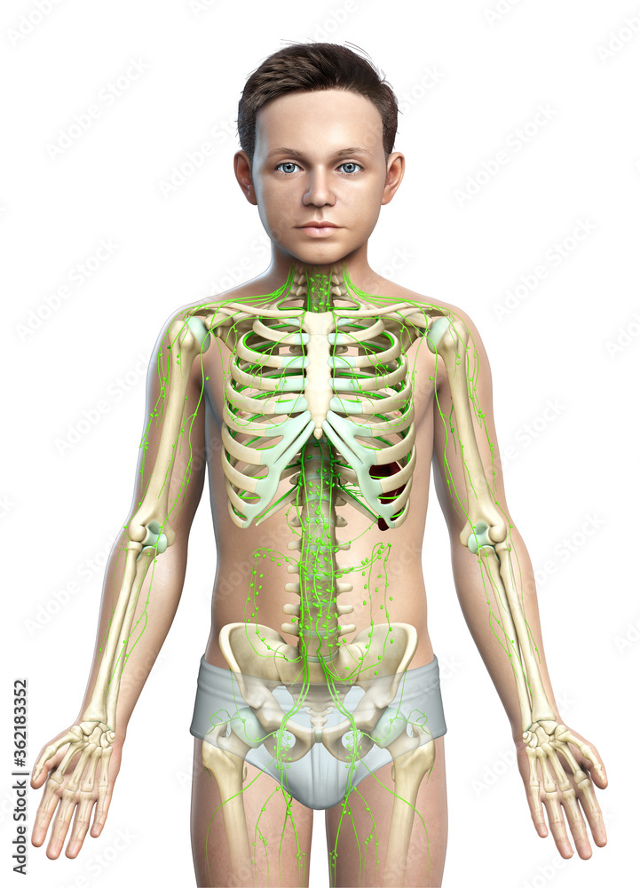 3d rendered medically accurate illustration of a young boy lymphatic system