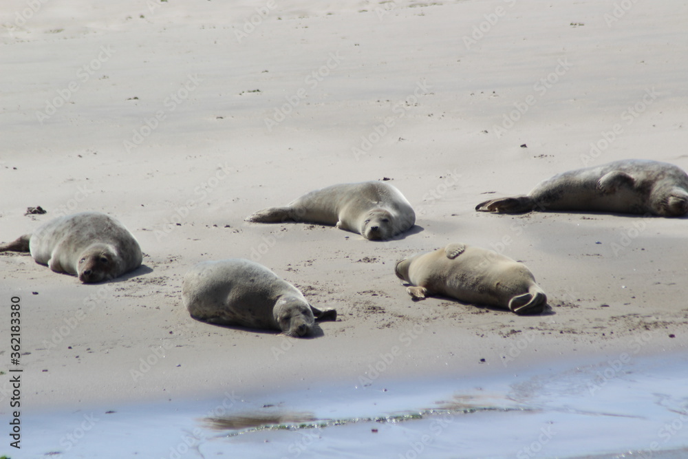 Fototapeta premium Earless seal on a mudflat.