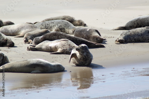 Earless seal on a mudflat.
