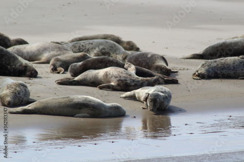 Earless seal on a mudflat.