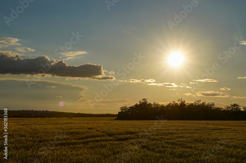 Sunset on the grain field. Wheat or barley is ready for harvest. Dramatic scenic landscape with clouds in the sky.