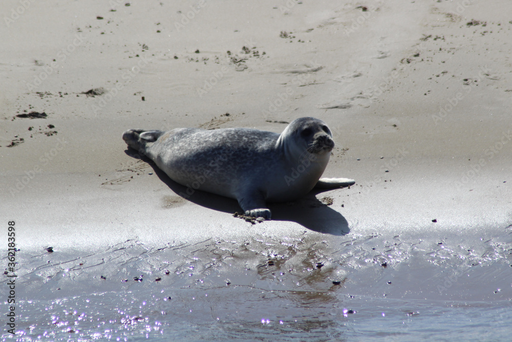 Fototapeta premium Earless seal on a mudflat.