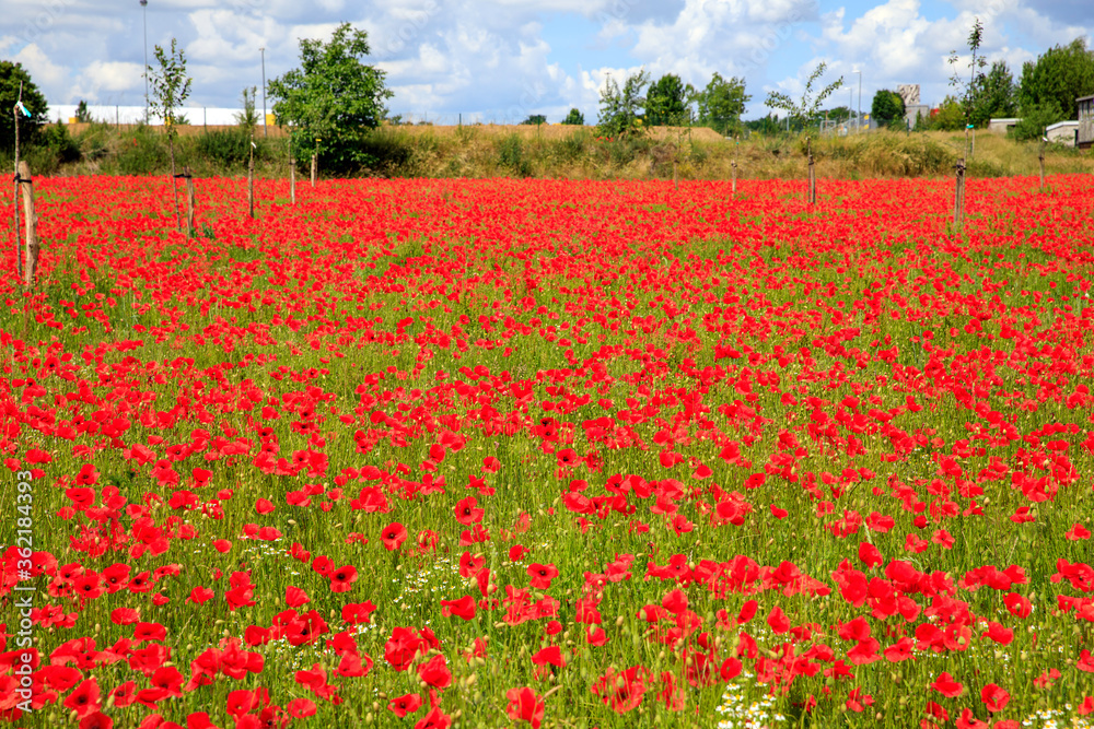 Une belle prairie de coquelicots