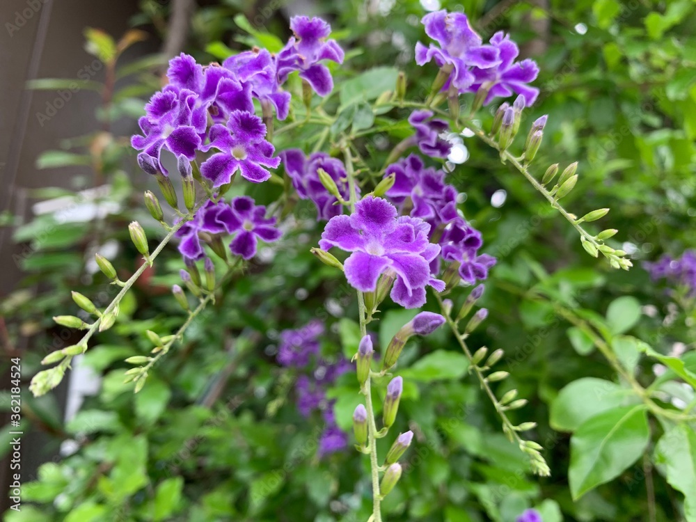 Loosestrife And Pomegranate Family Color Palettes A purple flower with small petals blooming in a chain. Loosestrife And Pomegranate Family Color Palettes A purple flower with small petals blooming in a chain.