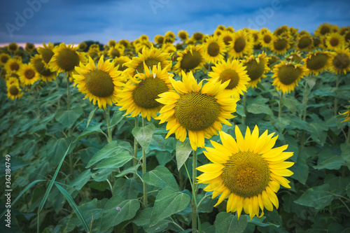 Fototapeta Naklejka Na Ścianę i Meble -  Field of sunflowers under a stormy sky 