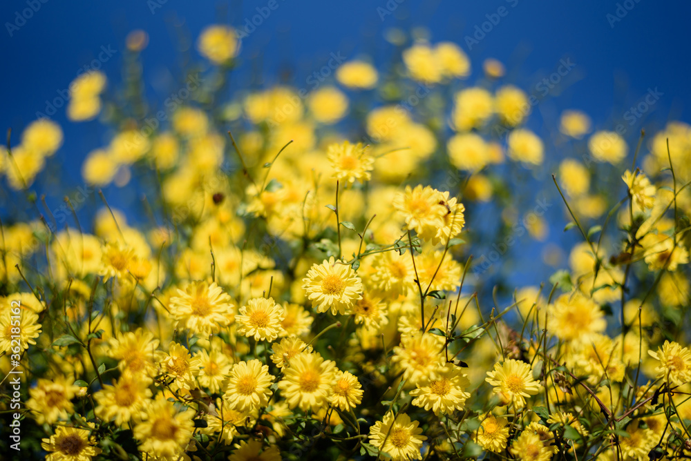 yellow chrysanthemum(daisies) flower in blue sky , which flowers In traditional Chinese medicine