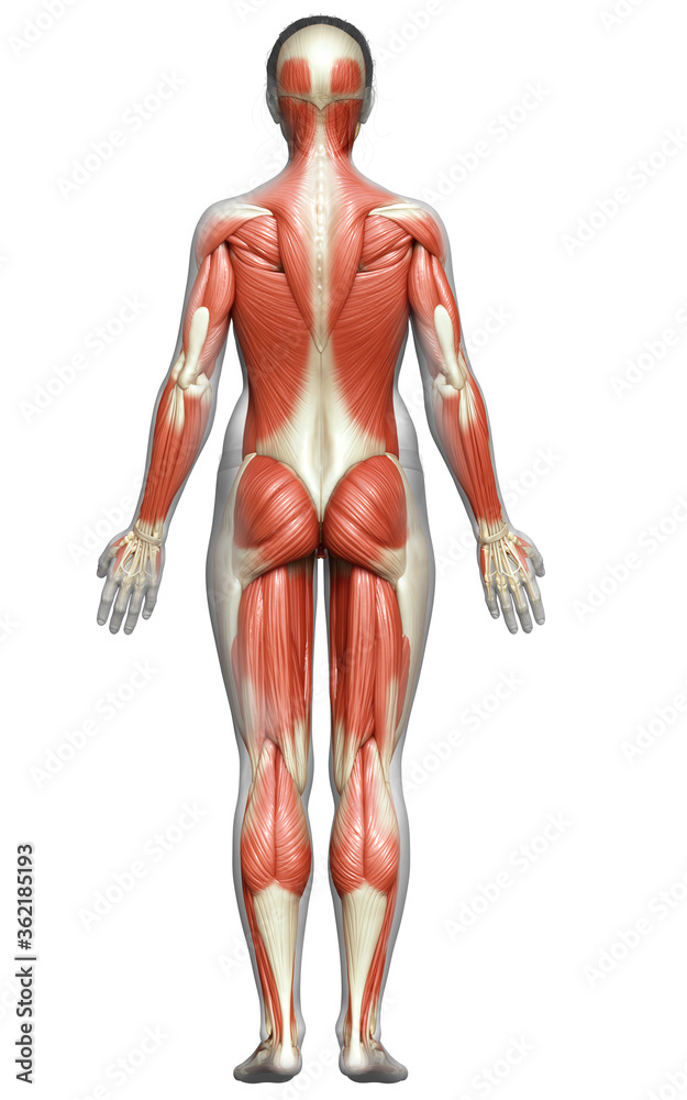 3d rendered medically accurate illustration of a female muscle system 3d rendered medically accurate illustration of a female muscle system