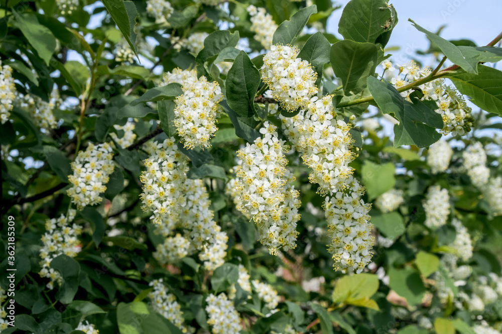 Chokecherry (Prunus virginiana) in orchard, Central Russia Chokecherry (Prunus virginiana) in orchard, Central Russia