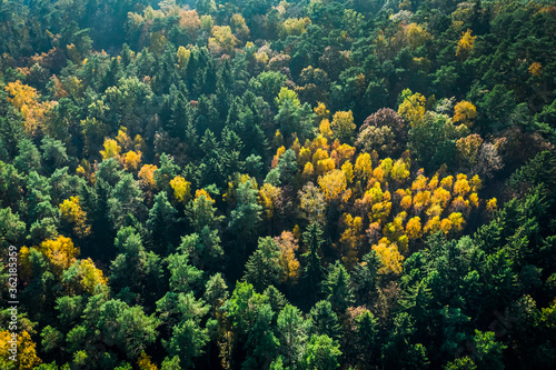 Autumn forest at sunrise, view from above