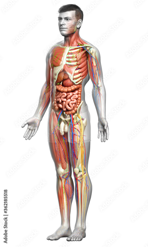 3d rendered medically accurate of the male anatomy 3d rendered medically accurate of the male anatomy