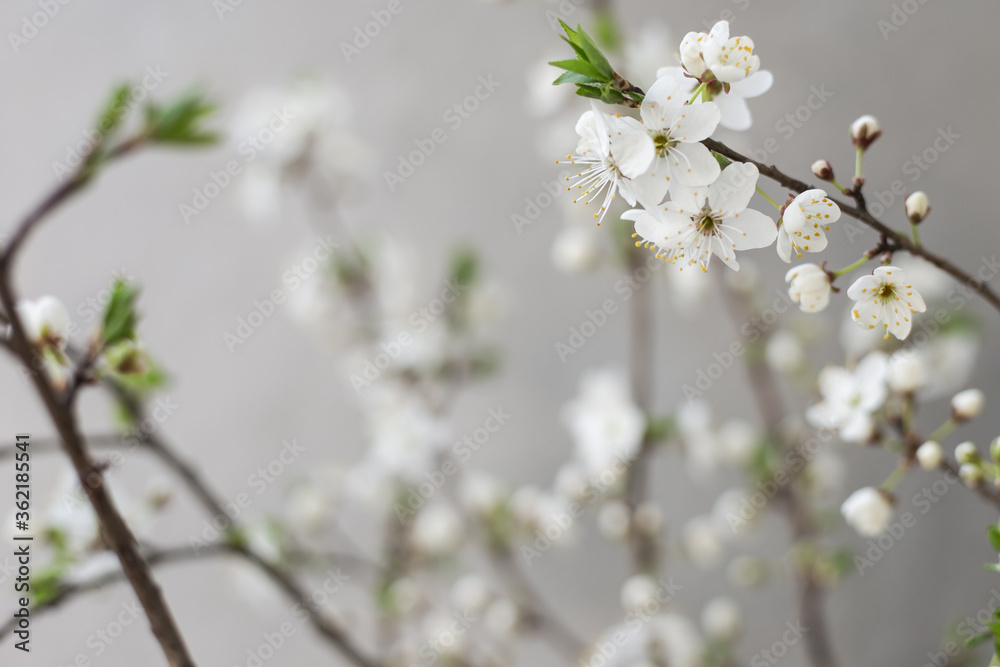 White flower cherry blossom on a grey background postcard spring wallpaper White flower cherry blossom on a grey background postcard spring wallpaper