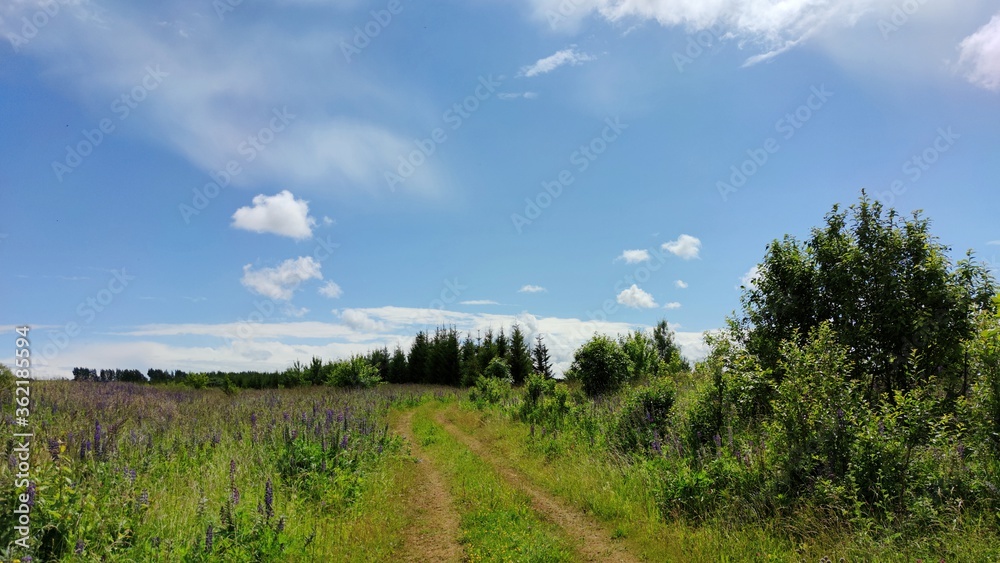 sunny landscape with a winding road among a green field on a background of trees and blue sky
