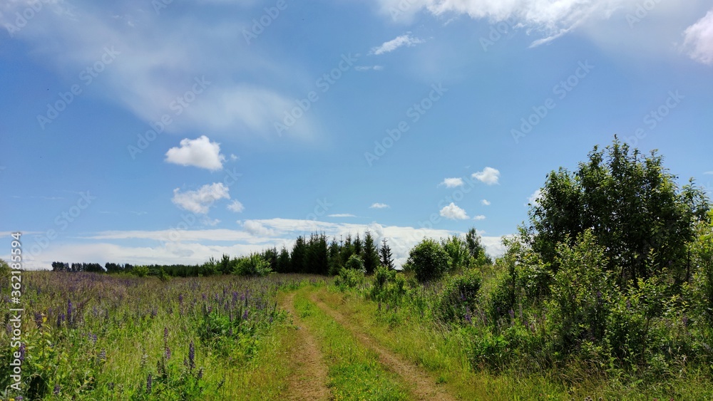 sunny landscape with a winding road among a green field on a background of trees and blue sky sunny landscape with a winding road among a green field on a background of trees and blue sky