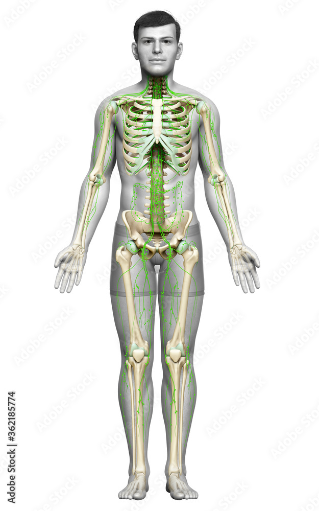 3d rendered medically accurate illustration of a male lymphatic system