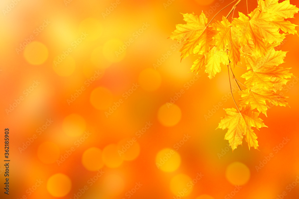 autumn landscape with bright colorful foliage. Indian summer. autumn landscape with bright colorful foliage. Indian summer.