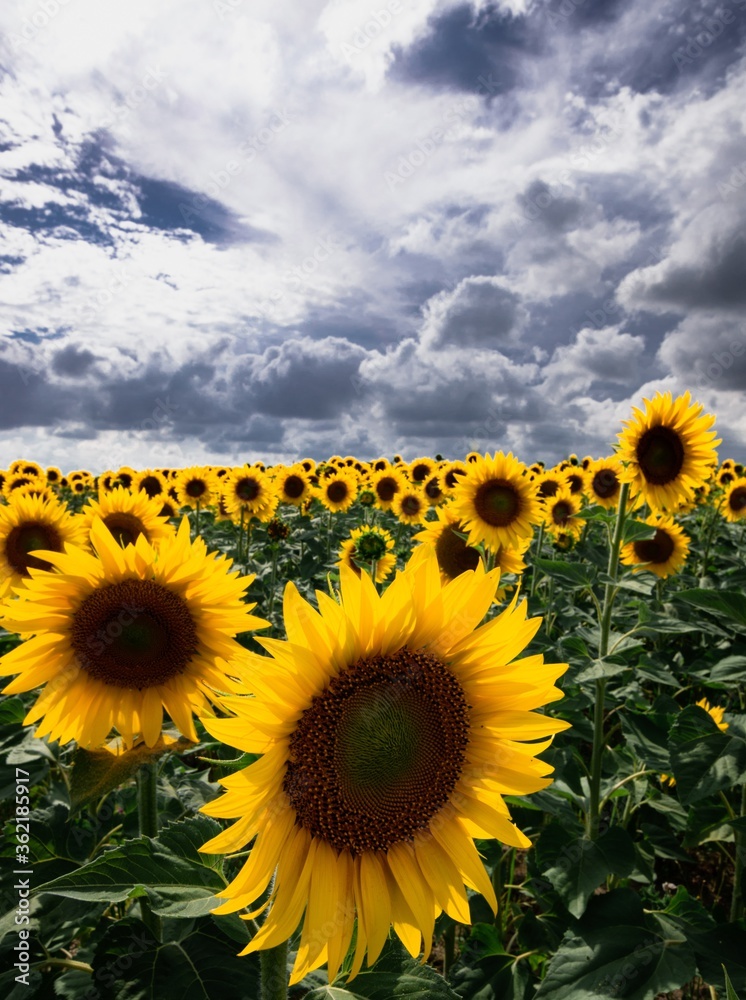 Fototapeta premium field of sunflowers