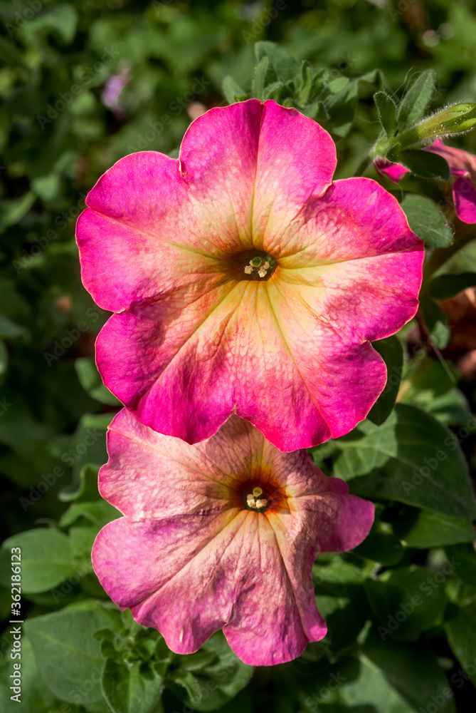 Petunia (Petunia hybrida) in garden, Central Russia Petunia (Petunia hybrida) in garden, Central Russia