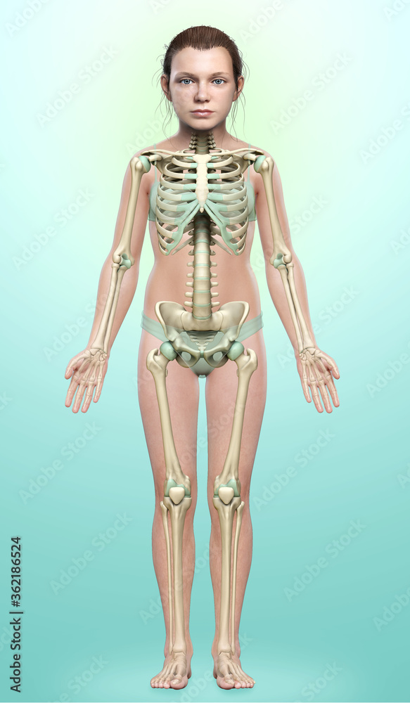 3d rendered, medically accurate illustration of a young girl skeleton system 3d rendered, medically accurate illustration of a young girl skeleton system