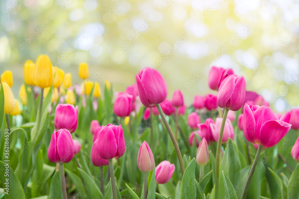 Tulips growing in field flower in warm light. Tulips growing in field flower in warm light.