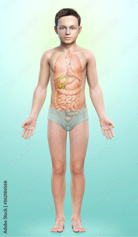 3d rendered medically accurate illustration of young boy Organs Gallbladder Anatomy 3d rendered medically accurate illustration of young boy Organs Gallbladder Anatomy
