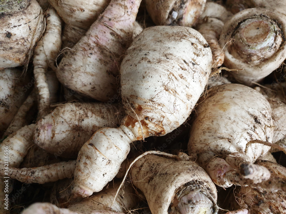 Close-up of white parsnip roots in the morning. Close-up of white parsnip roots in the morning.