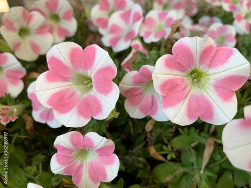 Petunia Surfinia Heartbeat. White flowers with pink hearts in beautiful petals.