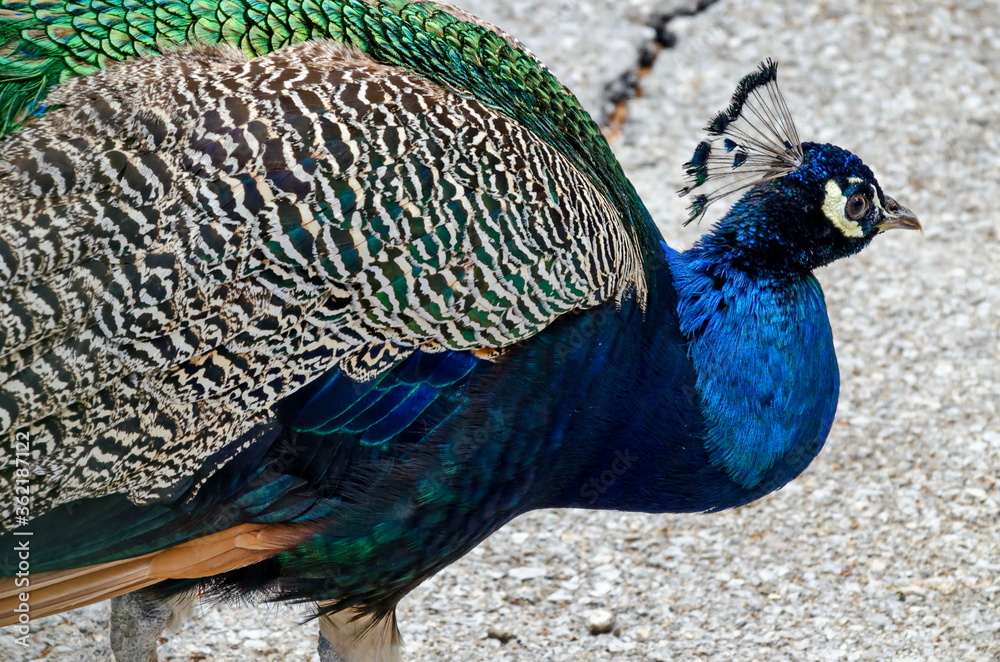 Male Indian peacock or Pavo cristatus walks around the farmyard, Sofia, Bulgaria Male Indian peacock or Pavo cristatus walks around the farmyard, Sofia, Bulgaria