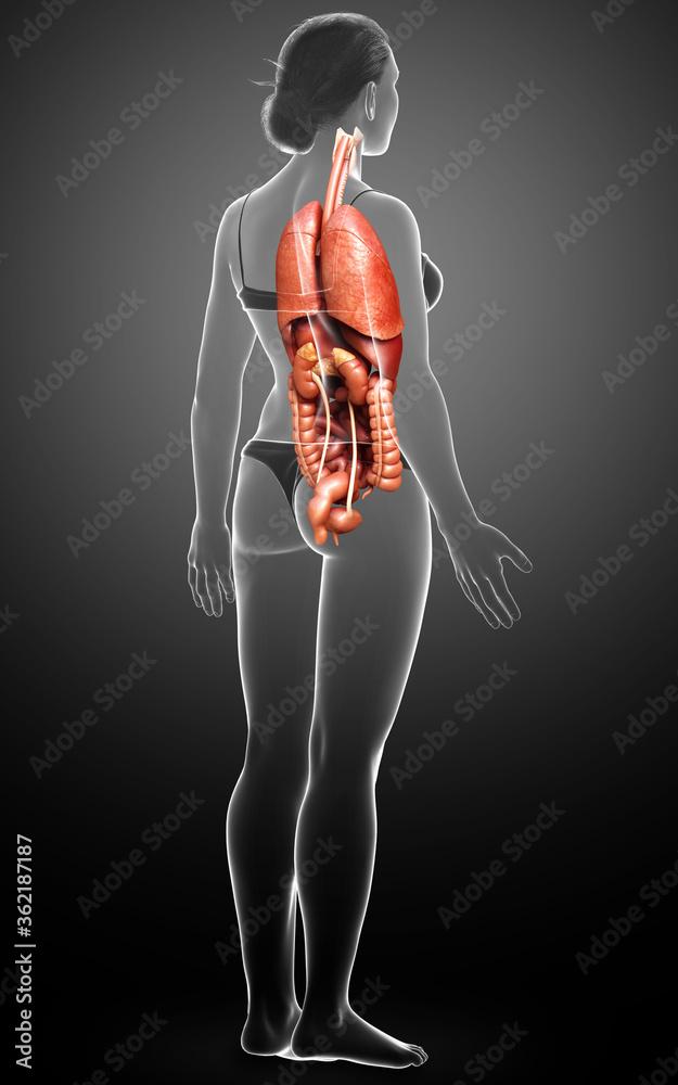3d rendered medically accurate illustration of female Internal organs 3d rendered medically accurate illustration of female Internal organs