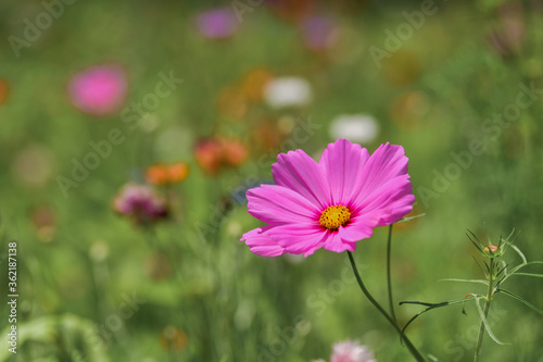 pink flower and bud in greenery