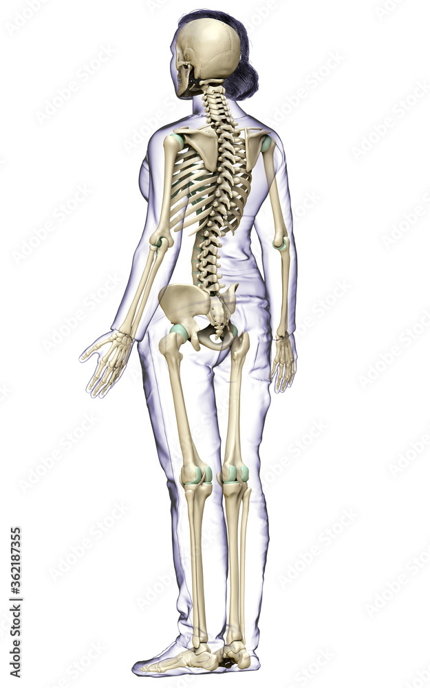 3d rendered, medically accurate illustration of a female skeleton system 3d rendered, medically accurate illustration of a female skeleton system