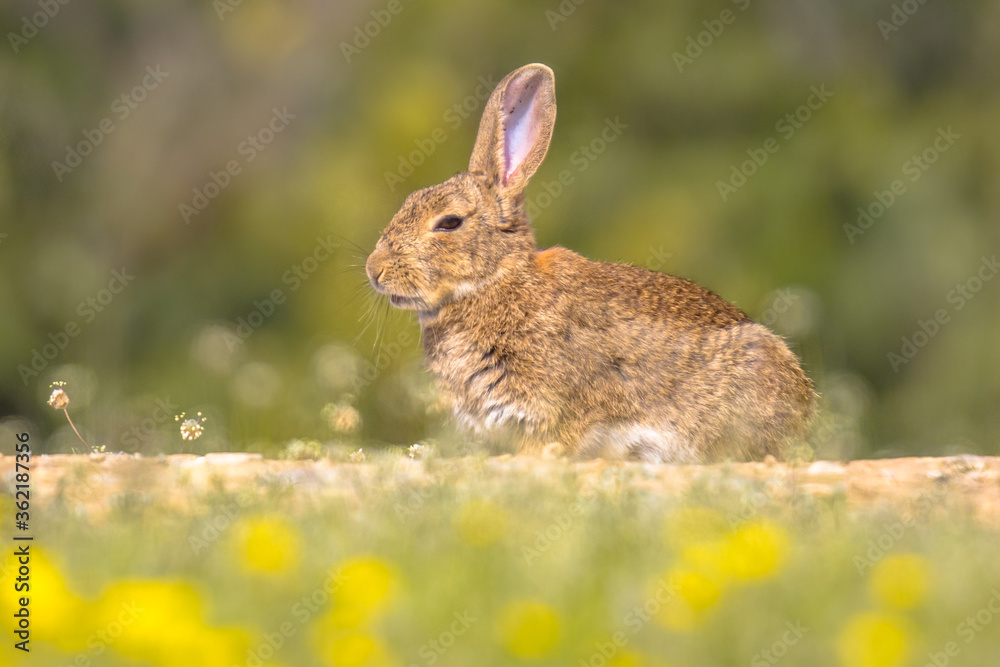Fototapeta premium European rabbit basking