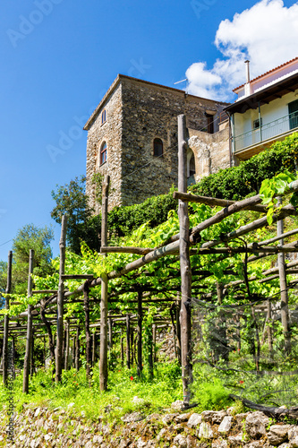 Ravello, Italy - Vineyards along the trekking route from Scala to Ravello in Amalfi coast 