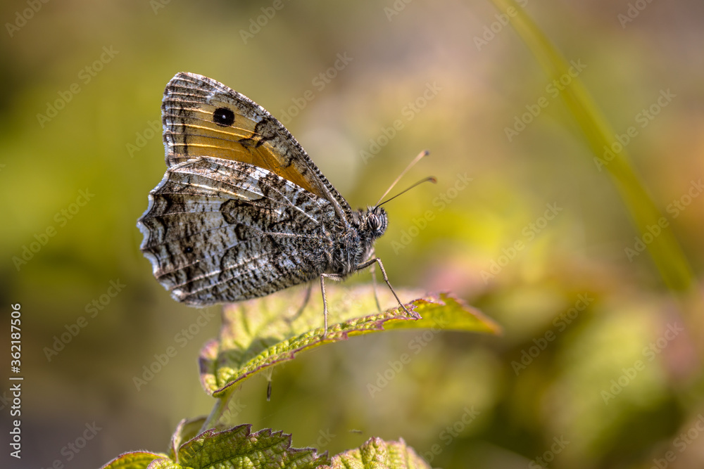 Obraz premium Rock grayling butterfly