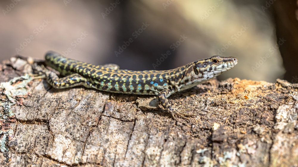 Tyrrhenian wall lizard Tyrrhenian wall lizard