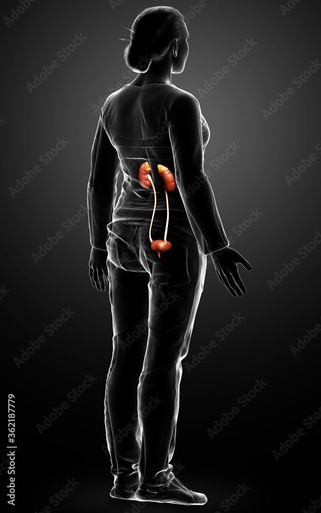 3d rendered, medically accurate illustration of female   kidneys