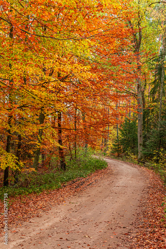 Colorful and stunning autumn in the forest, Poland © shaiith