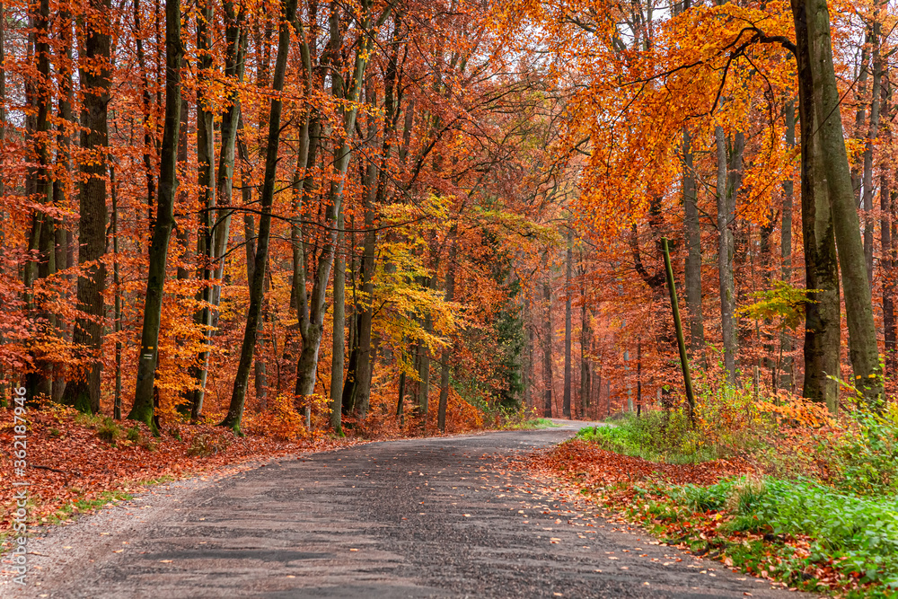 Amazing brown forest in the fall, Poland Amazing brown forest in the fall, Poland