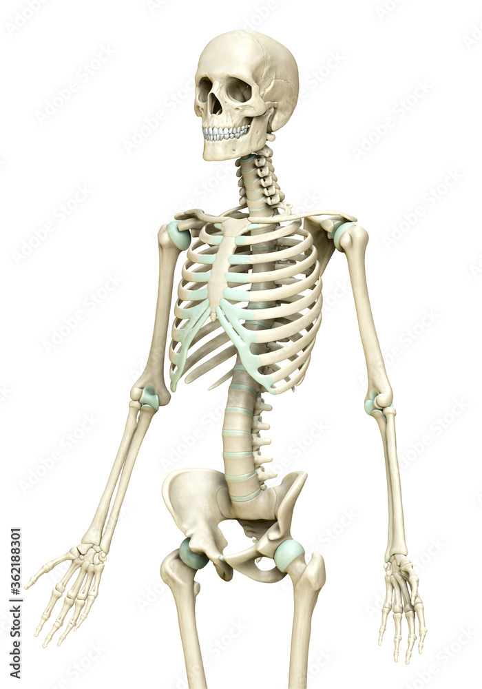 3d rendered, medically accurate illustration of the skeleton system