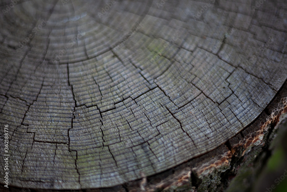 Fototapeta premium Wood background. Rings of a tree on a cut of a log. Old wooden oak tree cut surface. Detailed dark brown and orange tones of a felled tree trunk or stump. Organic texture with closeup of end grain