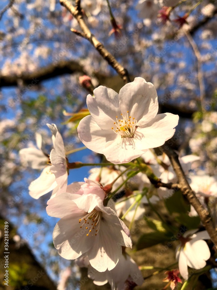 Obraz premium 満開の桜