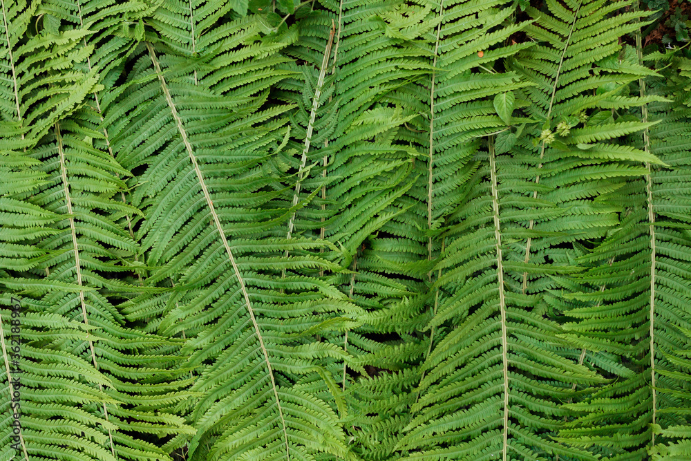 Green fern leaves top view, flat lay, natural light, natural colors Green fern leaves top view, flat lay, natural light, natural colors