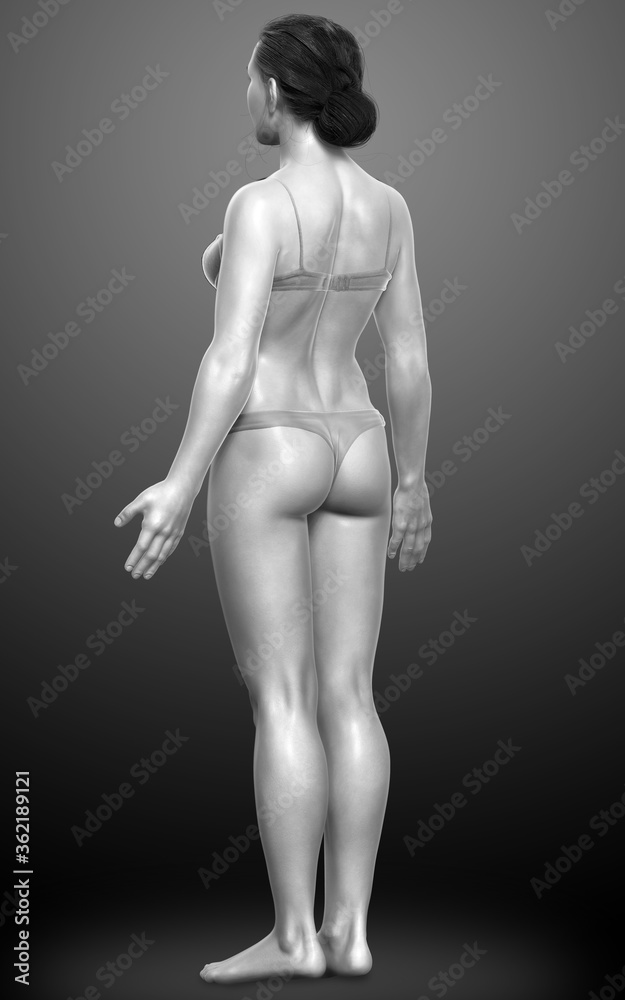 Naklejka premium 3d rendered illustration of the female body