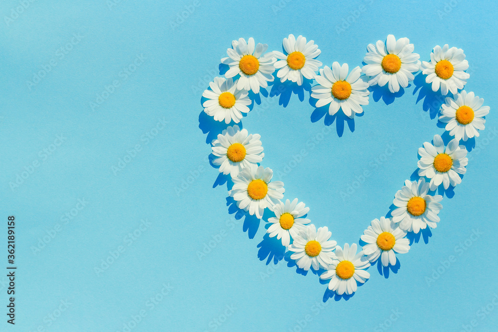 heart of daisies. Daisy flowers in heart shape on blue background. the concept of love for summer and summer mood