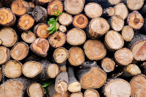 The background is a stack of pieces of wood  showing the circle of trees.