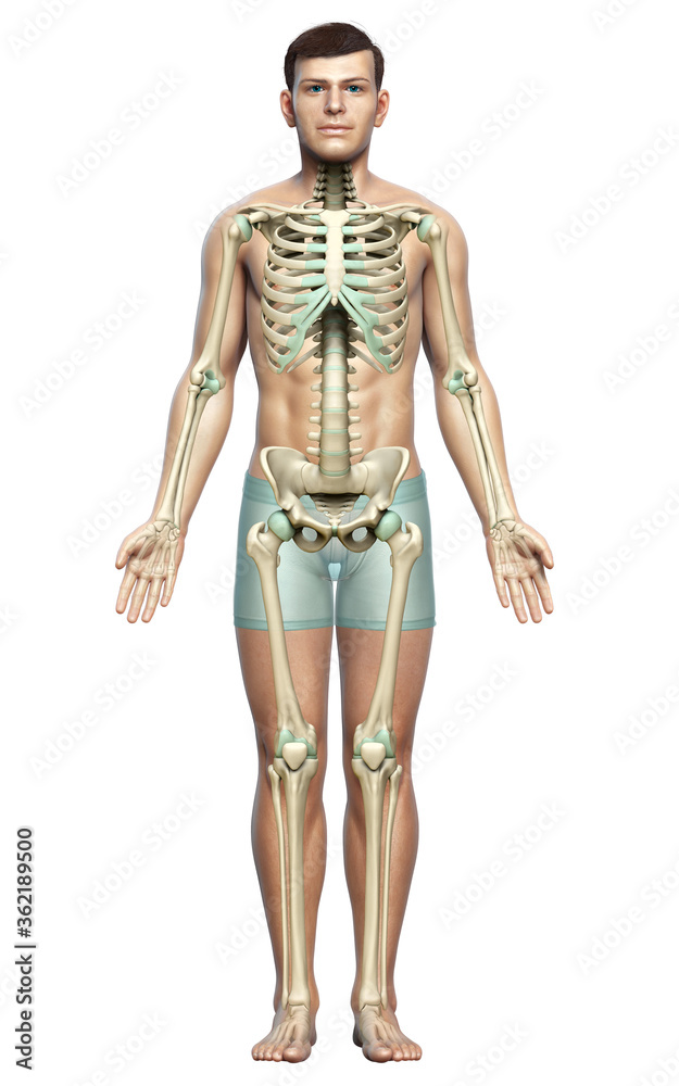 3d rendered, medically accurate illustration of a male skeleton system