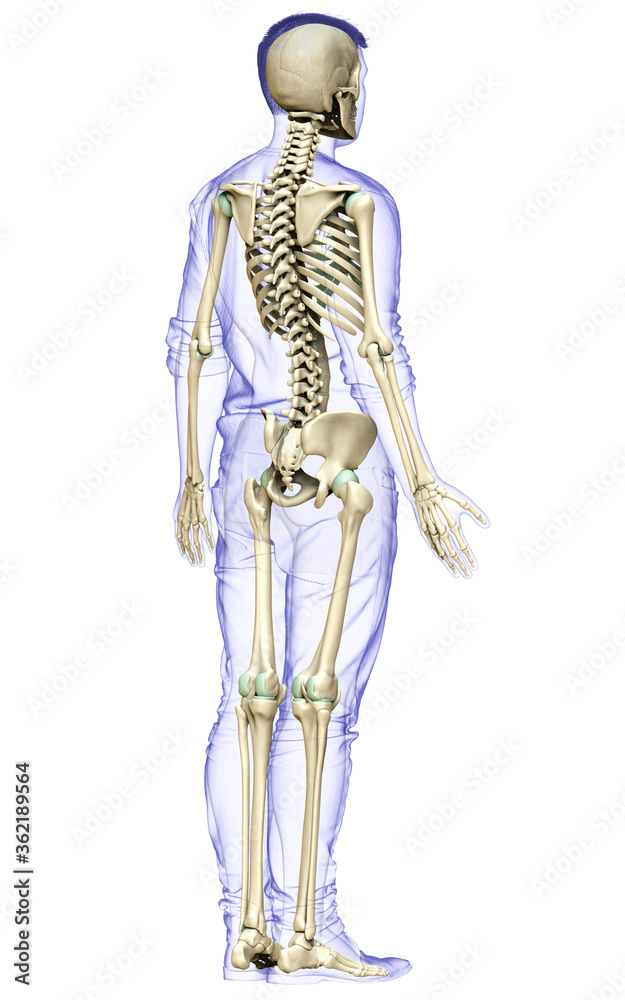 3d rendered, medically accurate illustration of a male skeleton system 3d rendered, medically accurate illustration of a male skeleton system
