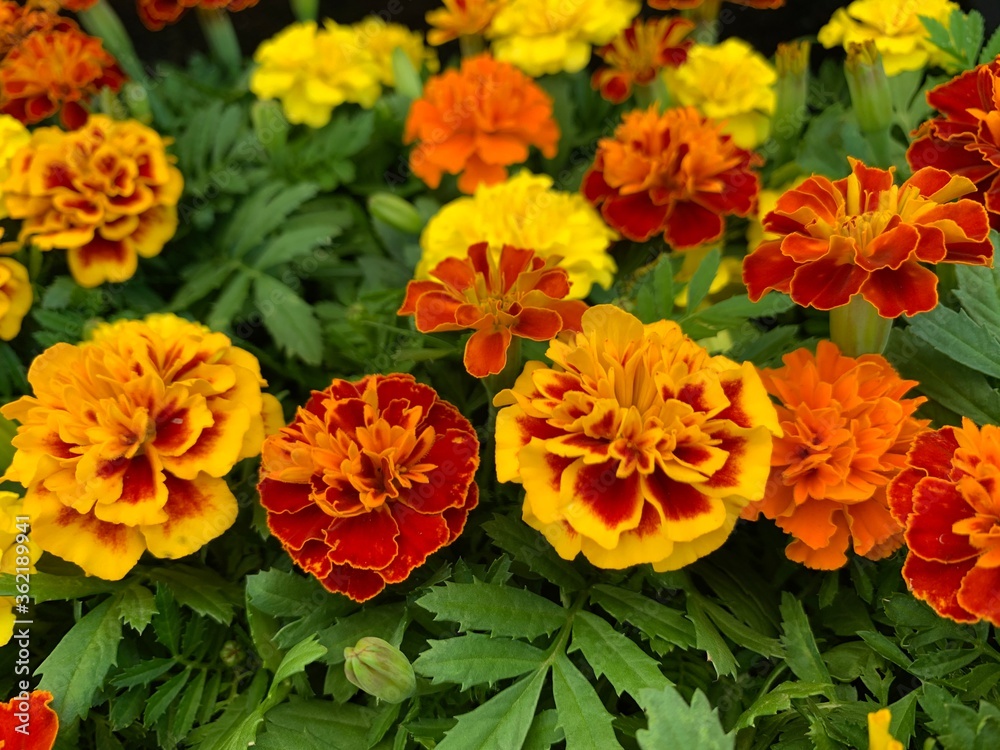 Many marigold varieties are arranged in orange, yellow, green petioles. Many marigold varieties are arranged in orange, yellow, green petioles.