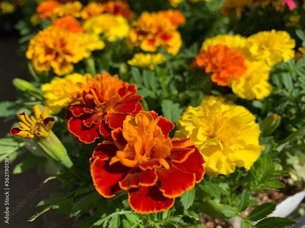 Many marigold varieties are arranged in orange, yellow, green petioles. Many marigold varieties are arranged in orange, yellow, green petioles.