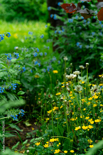 Fototapeta Naklejka Na Ścianę i Meble -  Corner of a garden with yellow and blue flowers
